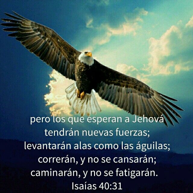 Sé como el&nbsp;águila…