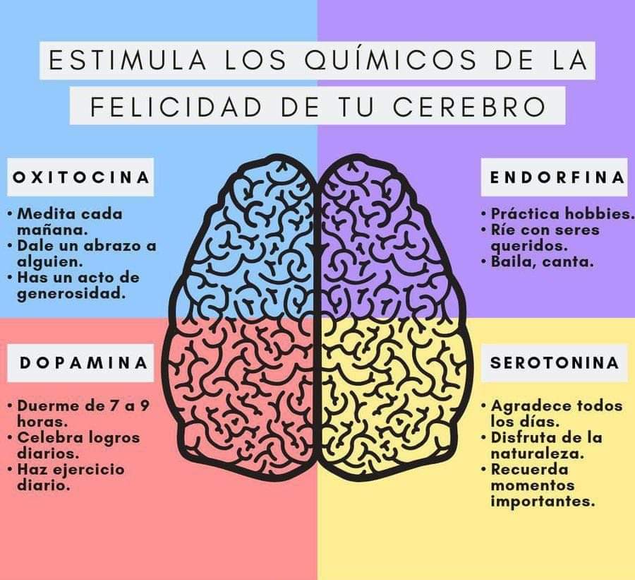 ¿Por qué la química cerebral es tan importante en nuestras&nbsp;vidas?