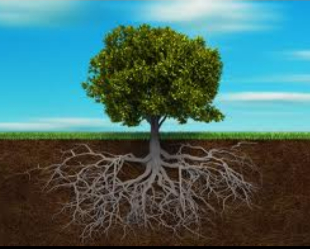 La arboleda (raíces profundas)&nbsp;Fábula.