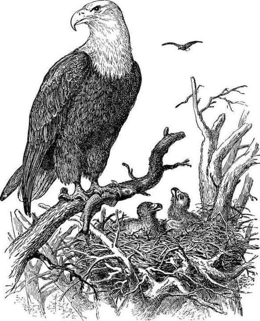 PARA CRIAR HIJOS RESPONSABLES, APRENDE DEL ÁGUILA.