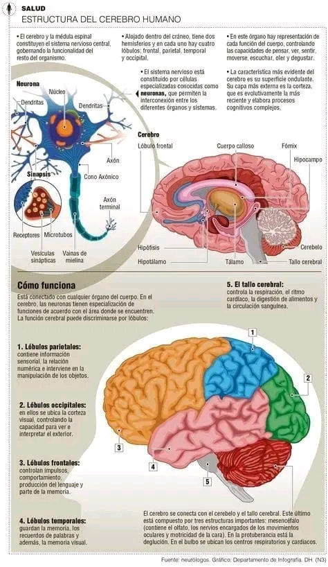 ESTRUCTURA DEL CEREBRO.&nbsp;INFOGRAFÍA.