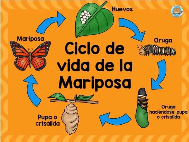 Ideas pedagógicas. Ciclo de la vida de la&nbsp;🦋