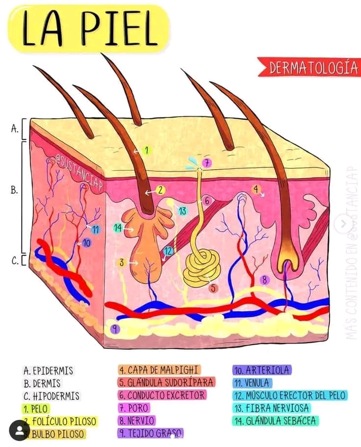 Anatomía de la&nbsp;piel.