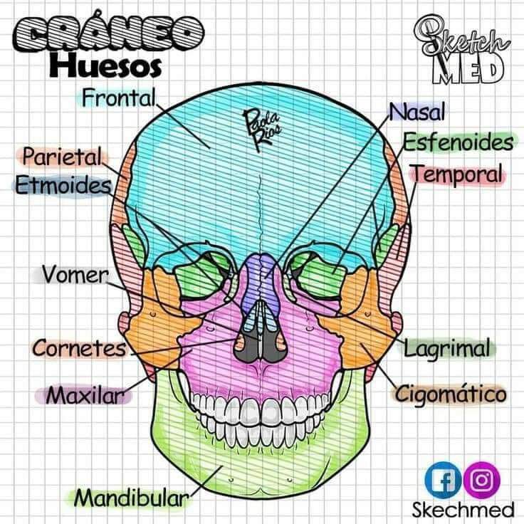 Increíbles apuntes y dibujos de&nbsp;anatomía.