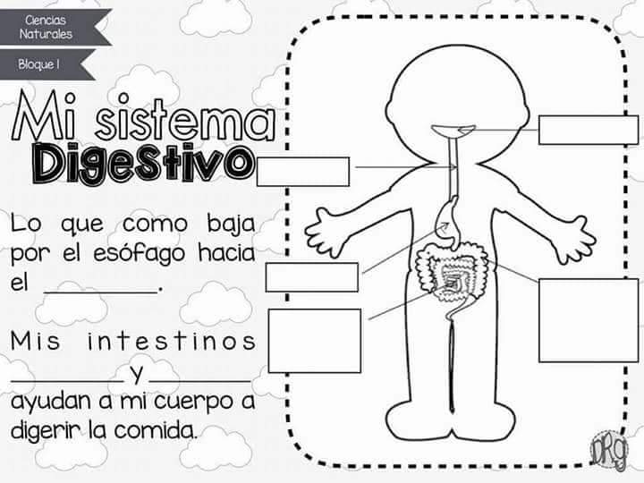 Recortables de los sistemas del cuerpo&nbsp;humano.