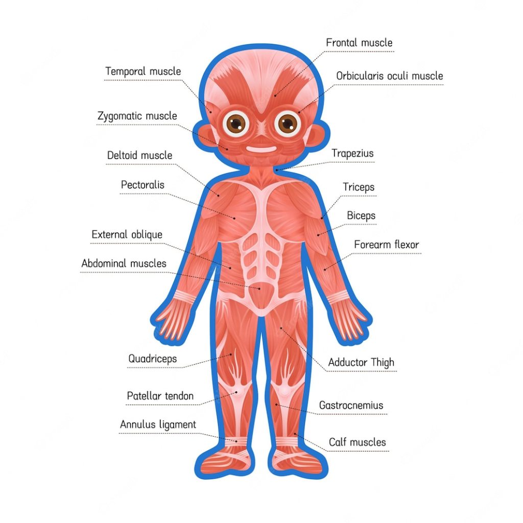 El sistema muscular.