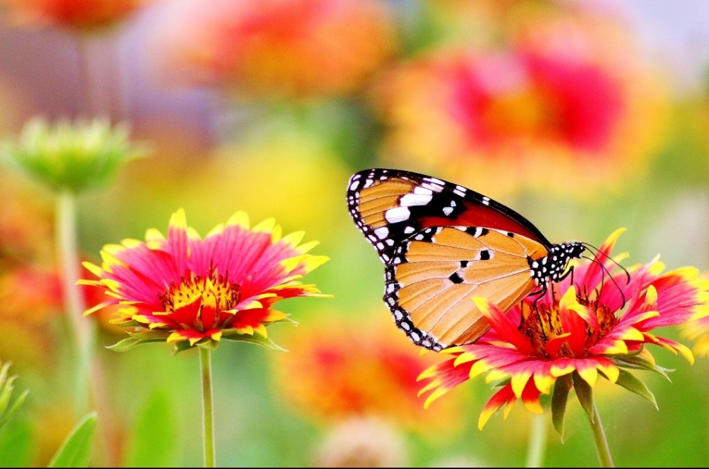 Yo soñaba en clasificar…