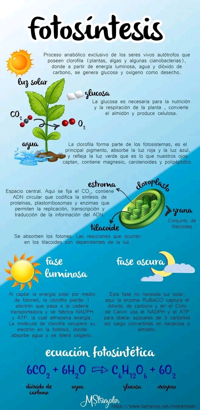 Fotosíntesis (Infografía)