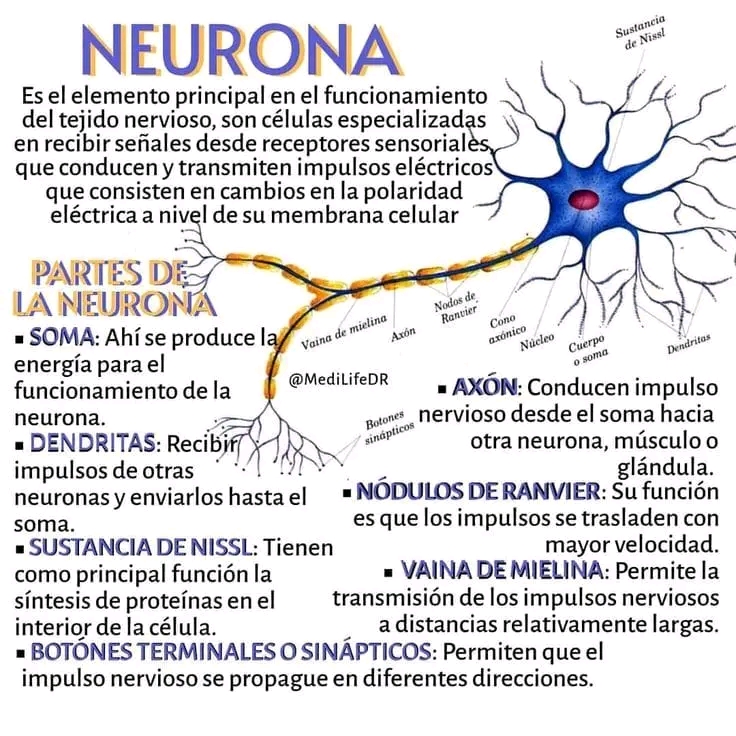 Neurona (Infografía)