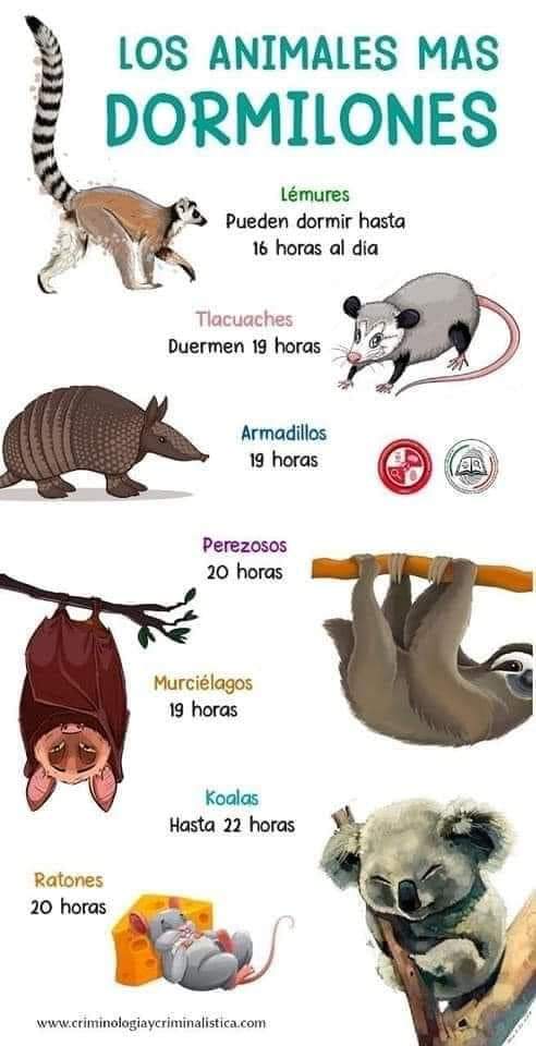 Un minuto de ciencia. Los animales más&nbsp;dormilones.