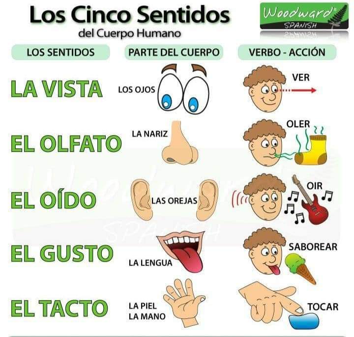 LOS 5 SENTIDOS…Para&nbsp;niños.