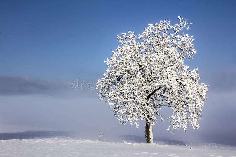 ¿Qué relación tiene el frío con la&nbsp;estatura?