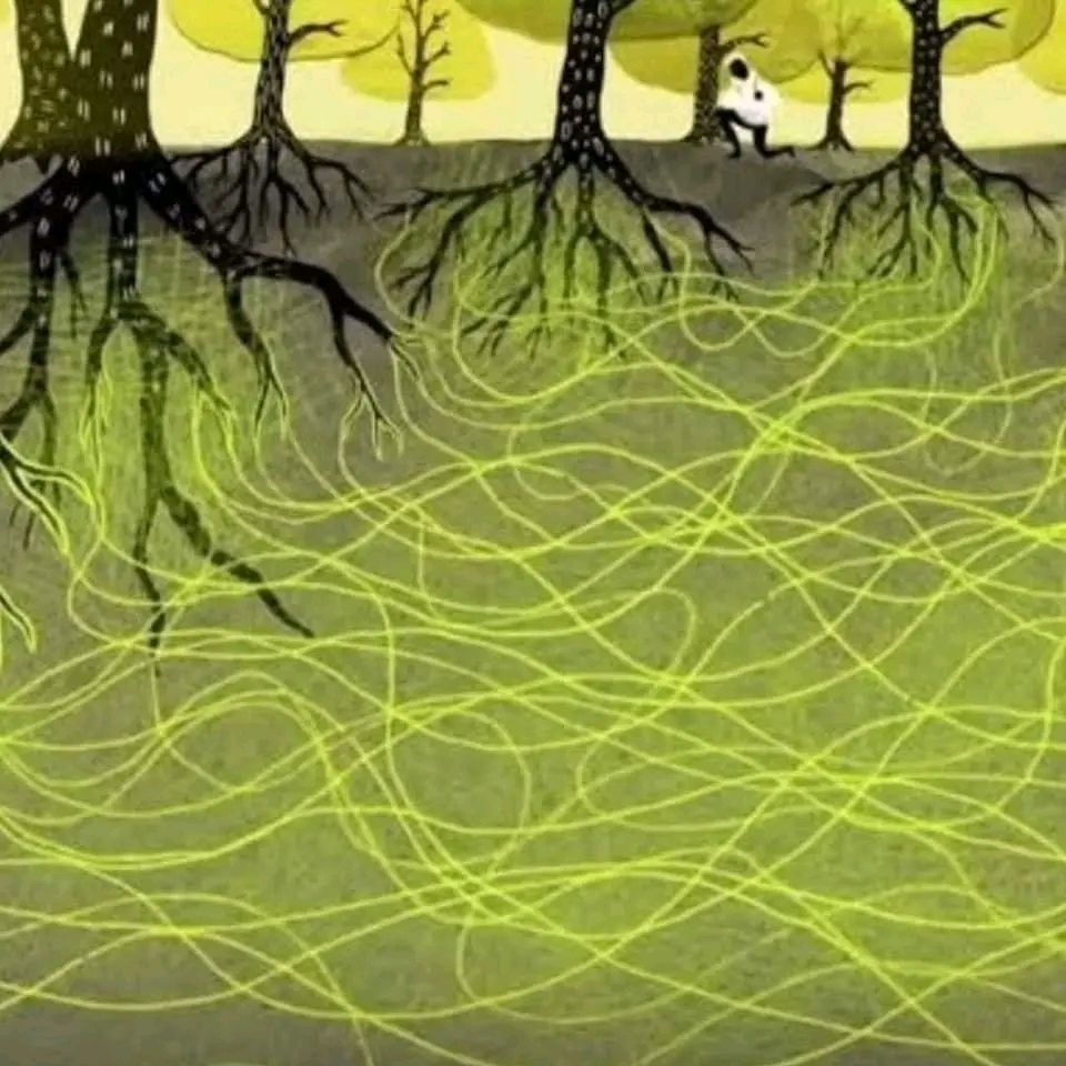 ¿Sabes lo que es el&nbsp;micelio?