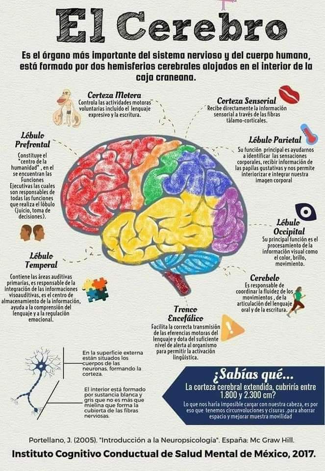 EL CEREBRO (&nbsp;infografías)
